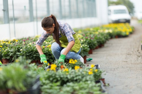 Healthy green lawn care in Balham with neat grass and garden borders