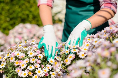 Stylish garden planting service transforming a Balham outdoor space