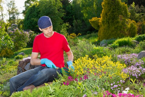 Common hedge types found in Balham gardens