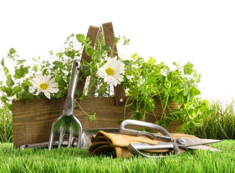 Investigating a landscaping service issue on site