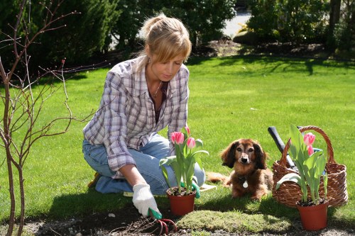Feeding and watering a lawn in Balham for stronger grass growth